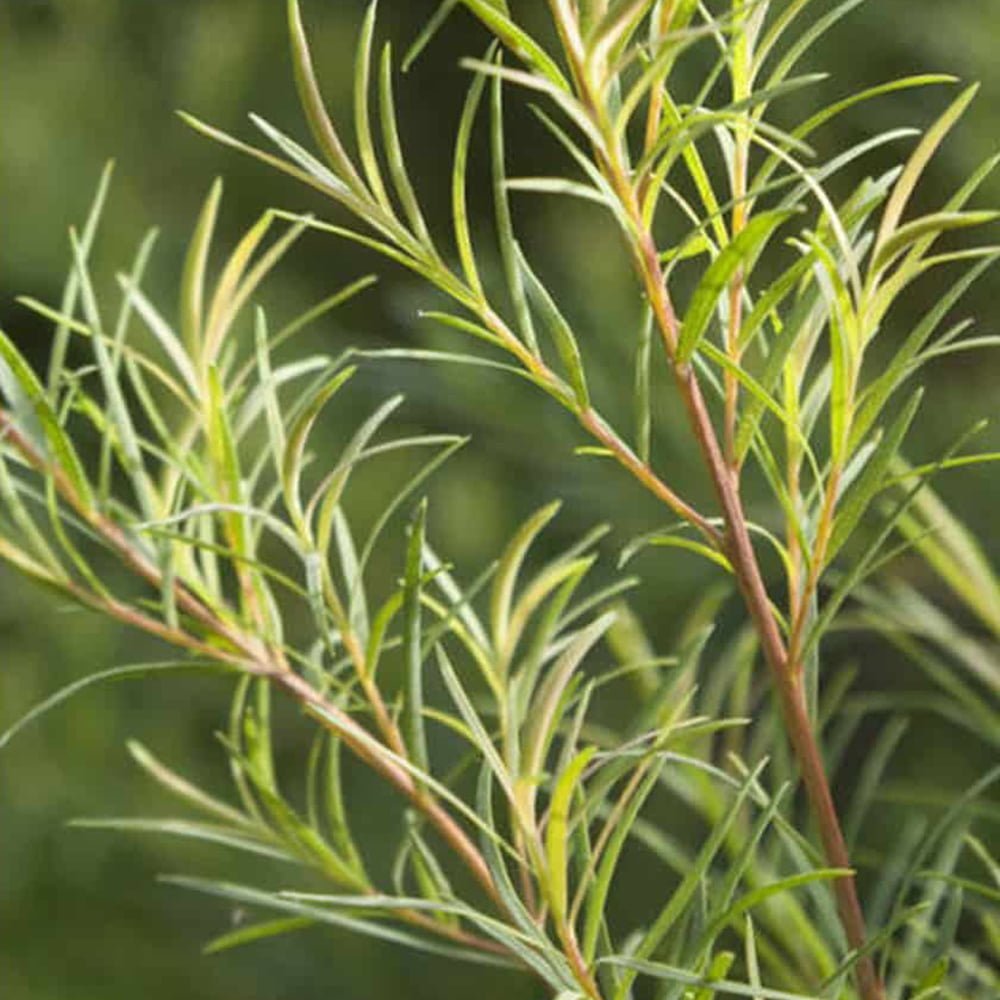 Tea Tree.jpg