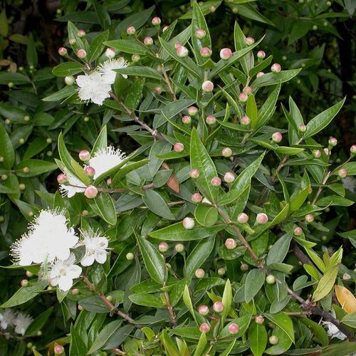 card-image