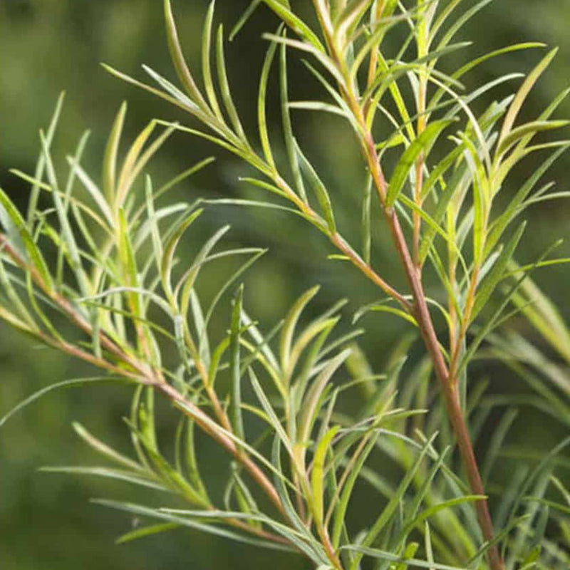 Tea Tree.jpg