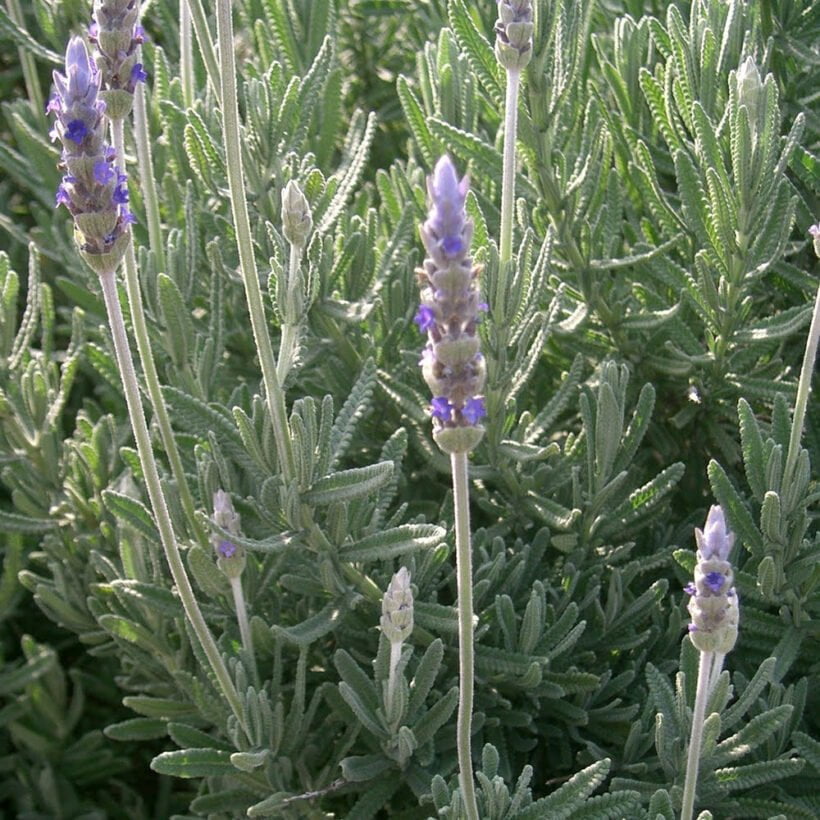 French Lavender.jpg