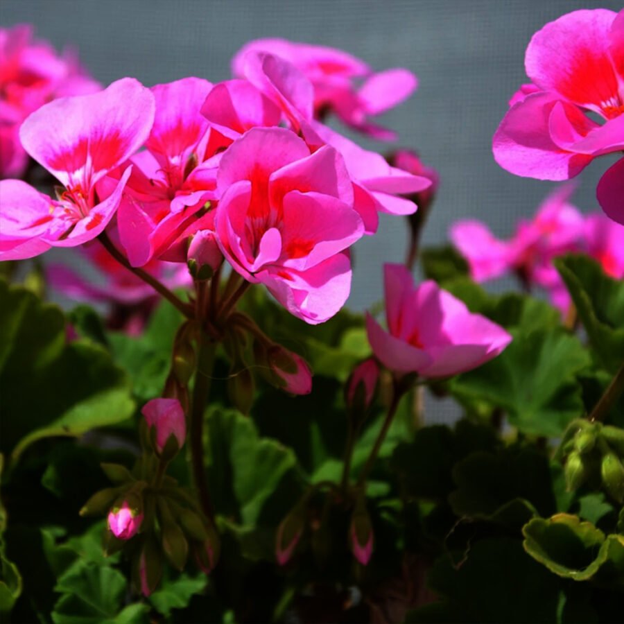 Rosmarin 'blaue Lippe' Rosmarinus Officinalis 'blaue Lippe'