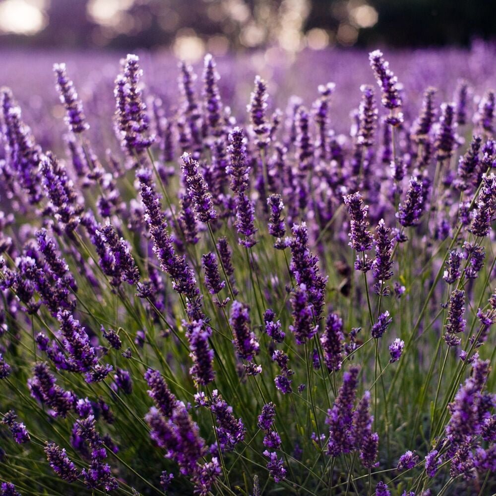 Bulgarianlavender